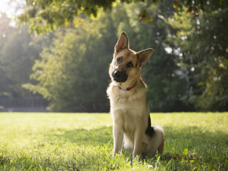 The Top 10 Most-Googled Dog Questions of 2016 – American Kennel Club