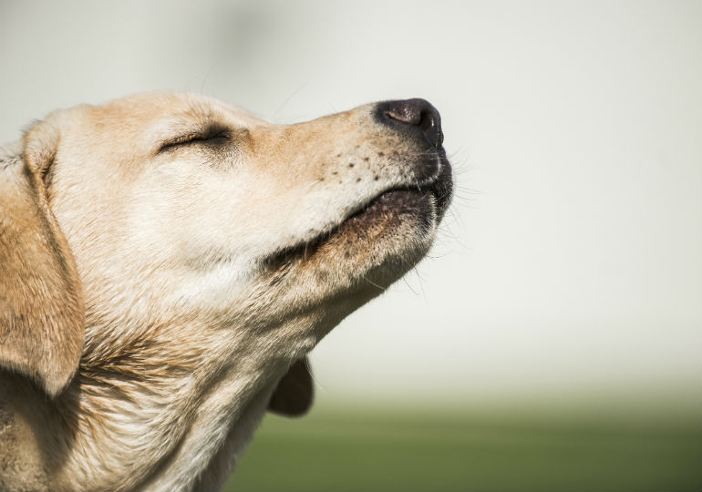 how long do dogs remember your scent