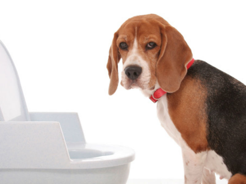 dog drinks toilet bowl cleaner