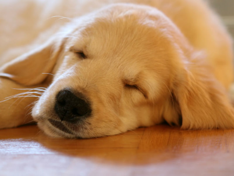 puppy moving in sleep