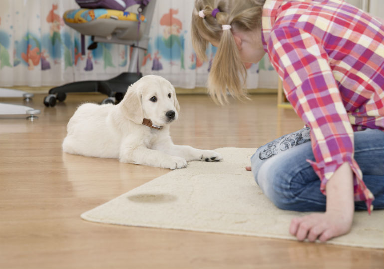 cleaning dog pee from rug