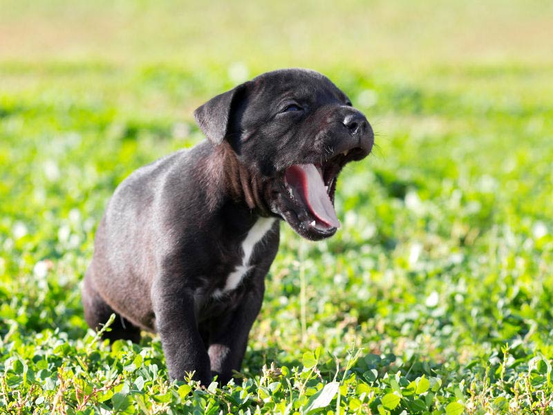 Dog Vomiting: Causes, Diagnosis, and Treatment – American Kennel Club