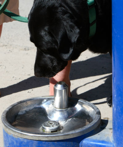 dog cone drink water