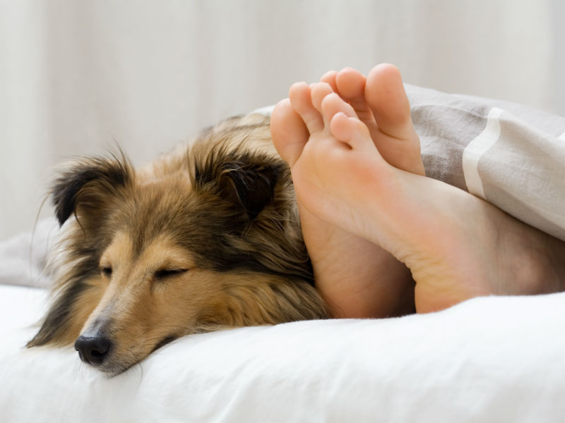 dog friendly hotel chains