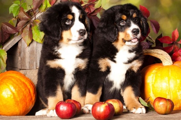 dogs and apples