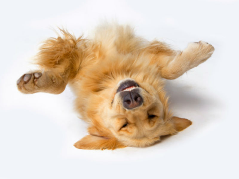 Dogs Playing Dead in These Funny Videos 