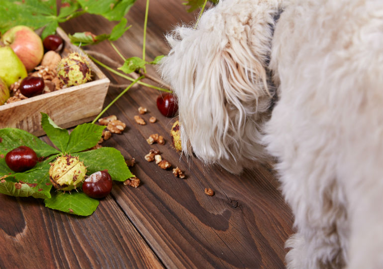 are walnuts bad for dogs to eat