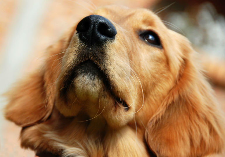 Epileptic dog flea on sale treatment