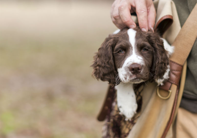 springer spaniel winter coat