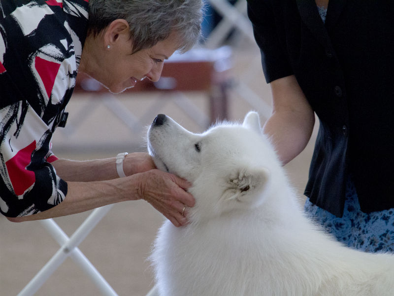 Show me best sale a samoyed