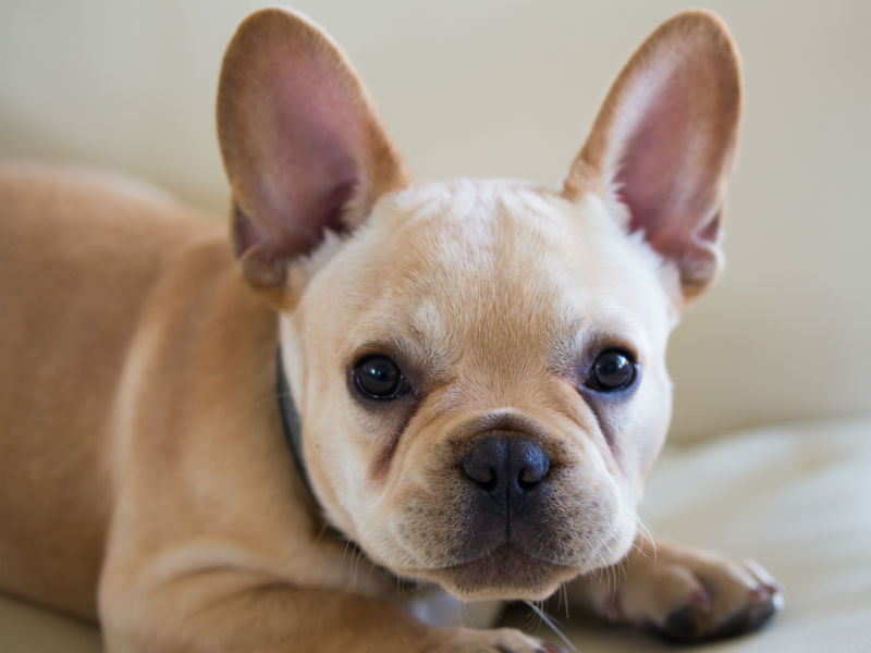 new french bulldog