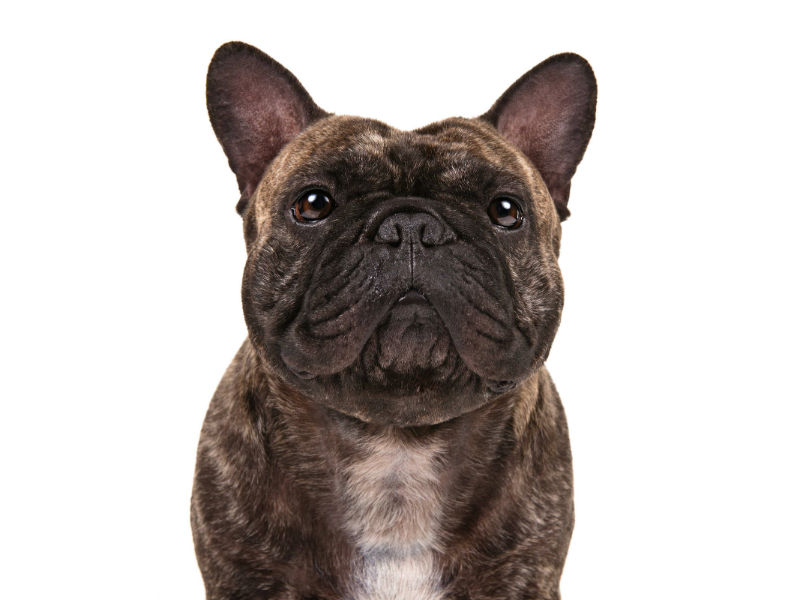 French Bulldog Named America's Most Popular Dog by the AKC