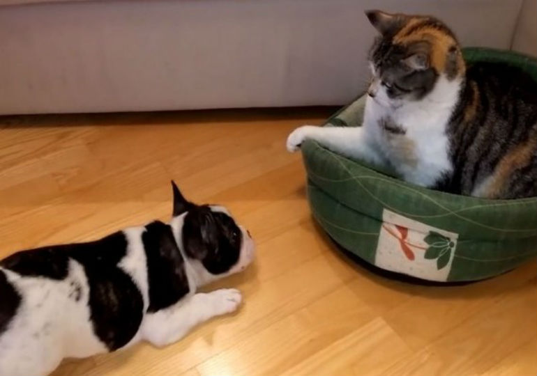 French Bulldog Puppy Wants HIS Bed Back American Kennel Club