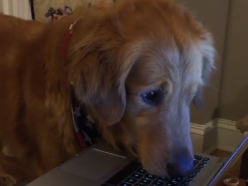 Dog Videos That Are Too Hysterical to Handle – American Kennel Club