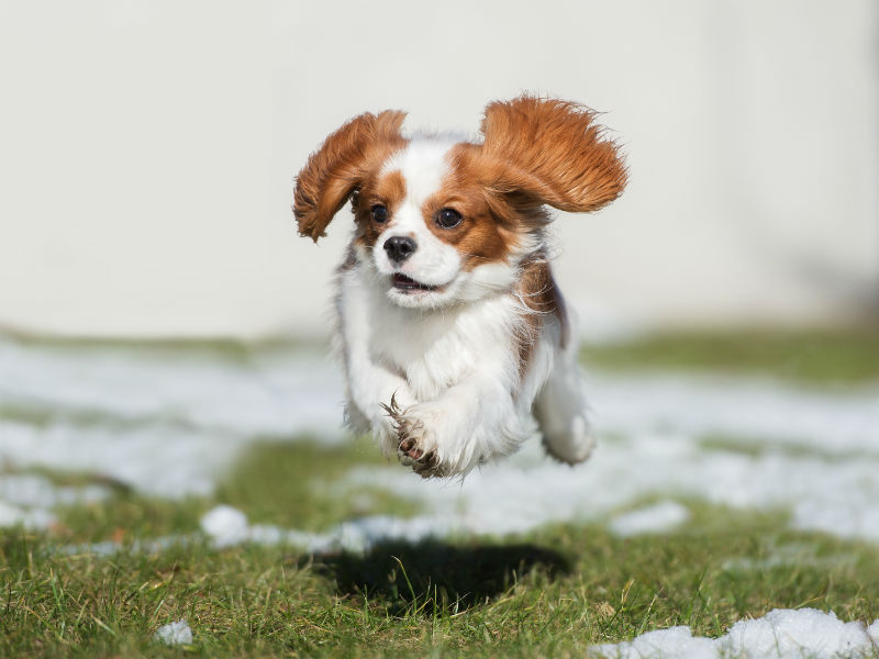 Here's What That Funny Puppy Behavior Really Means – American Kennel Club