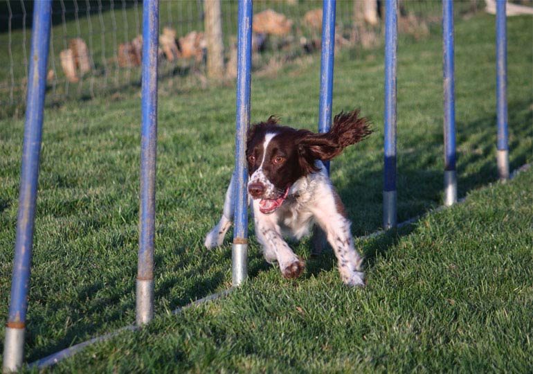 Dog Training Games: Physical & Mental Exercise for Dogs