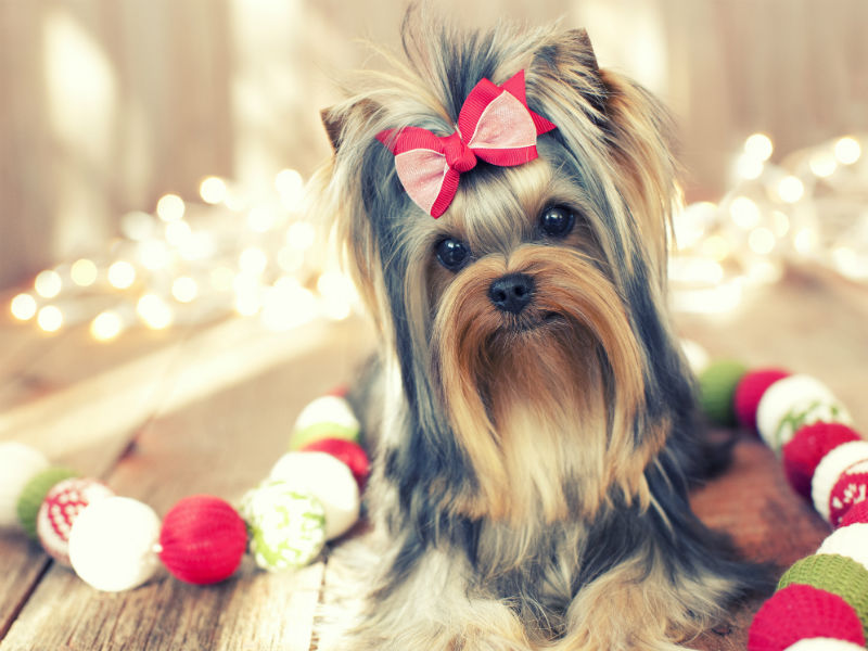 Holiday Gift Guide for Small Dogs 2016 – American Kennel Club