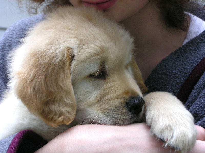 bringing home a labrador puppy