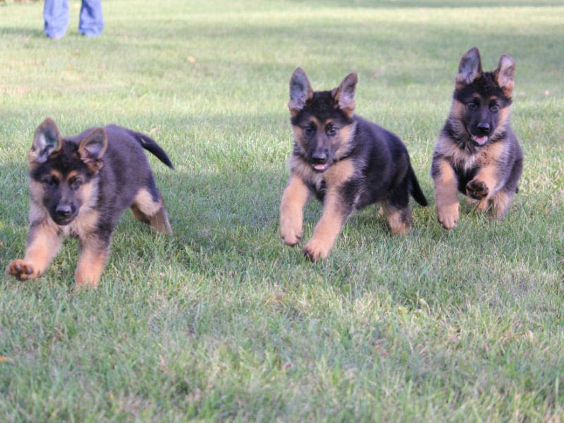 akc gsd puppies