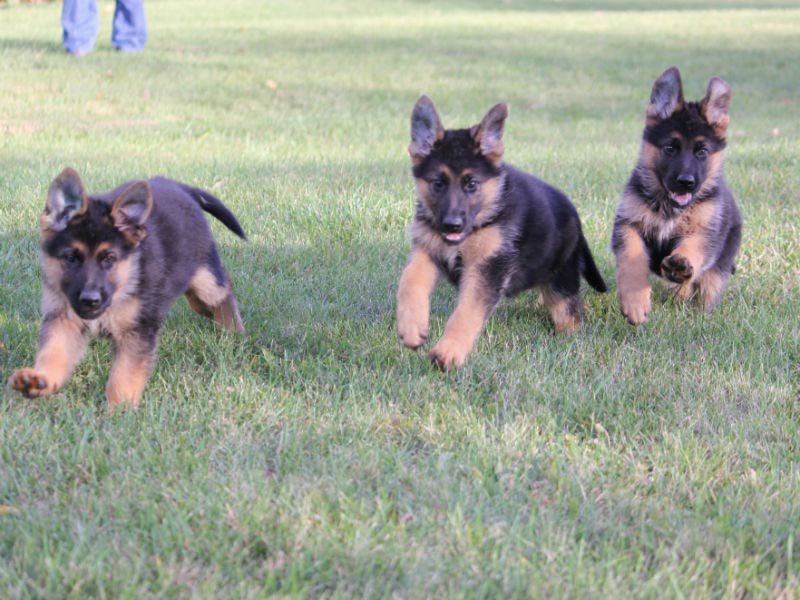 short haired german shepherd puppy