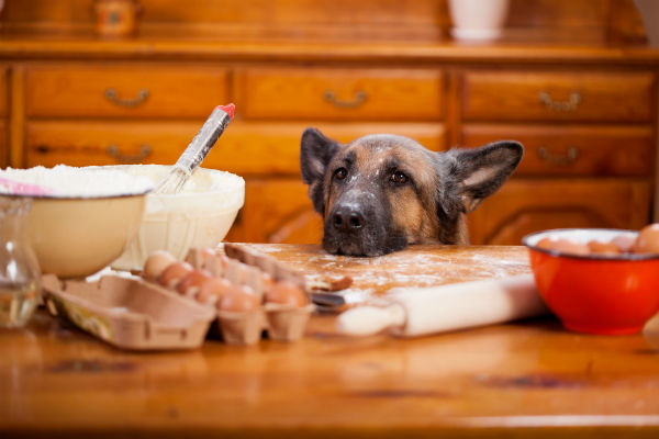 Image result for dog in kitchen