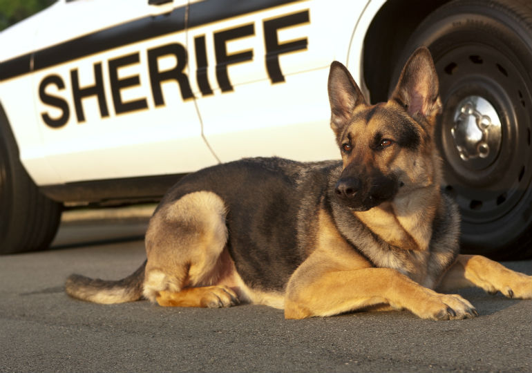 http://cdn.akc.org/content/hero/gsd_police_dog_hero.jpg