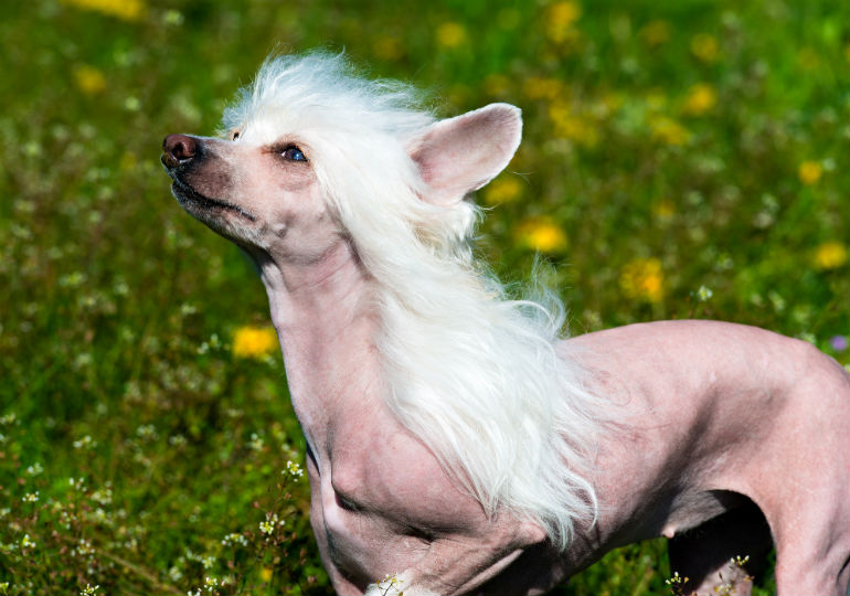 Calling All Hairless Dogs! Celebrate 