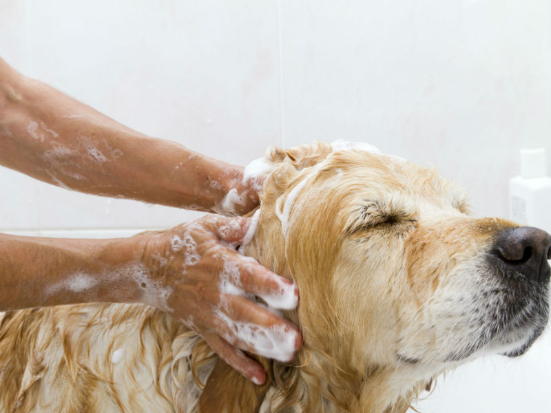 the dog groomer