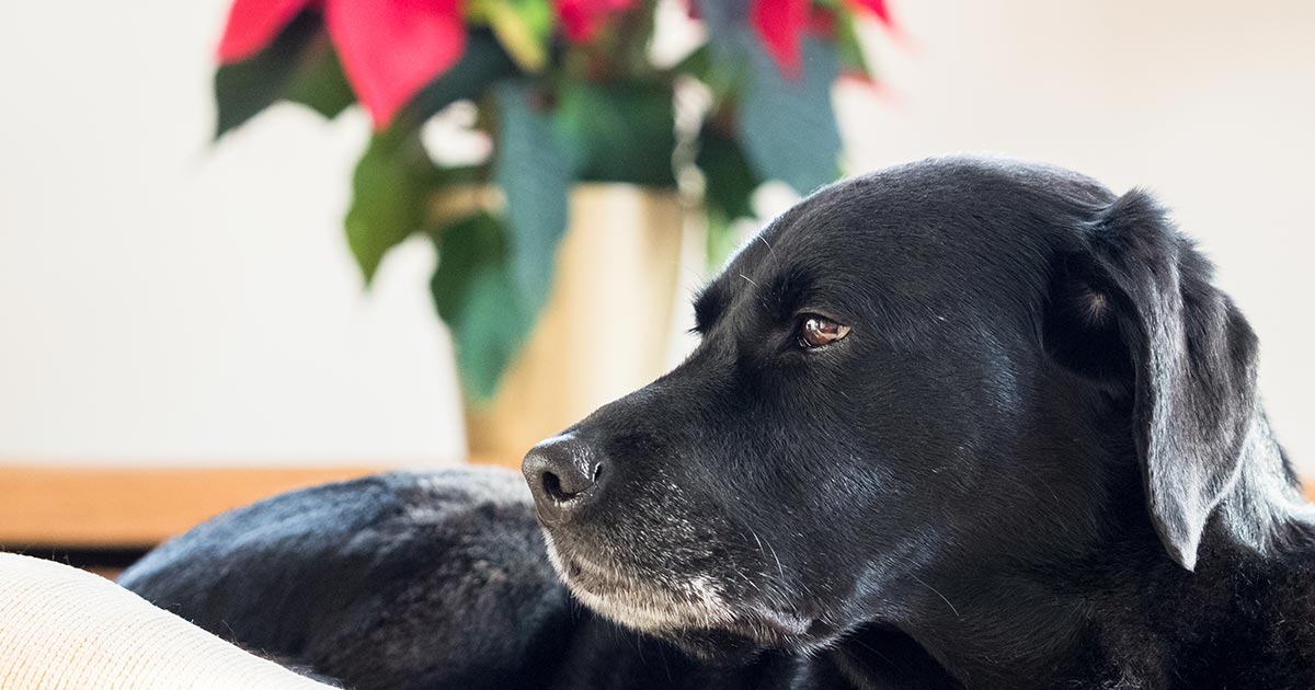 Hearing Loss in Senior Dogs — Symptoms and Management American Kennel