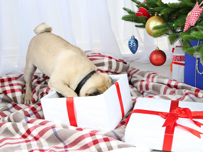 Gifts to Bring to Holiday Parties - American Kennel ClubHosting Gifts for the Holidays - 웹