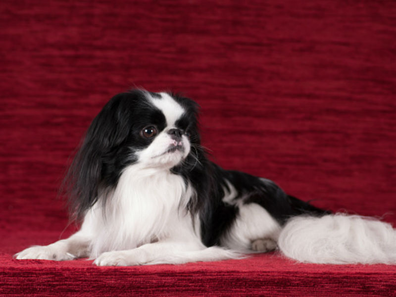 japanese chin poodle mix for sale