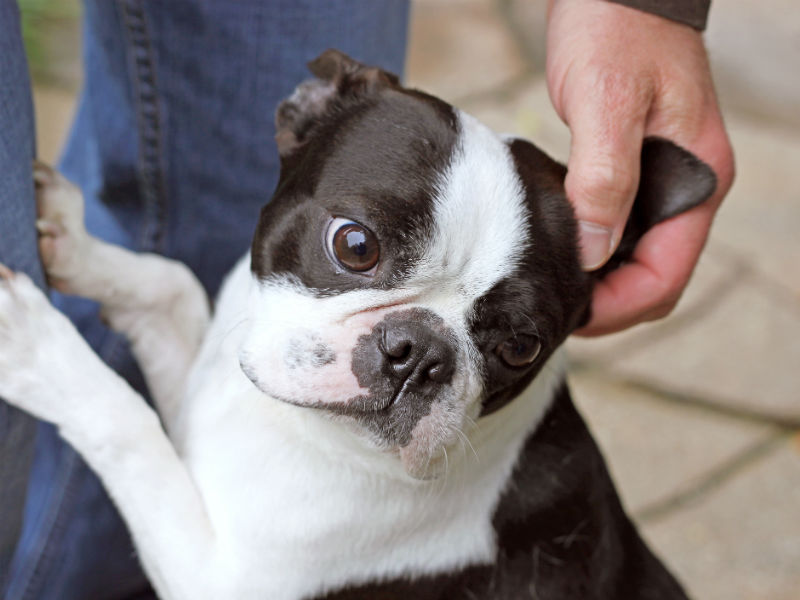 dog jealous of new dog