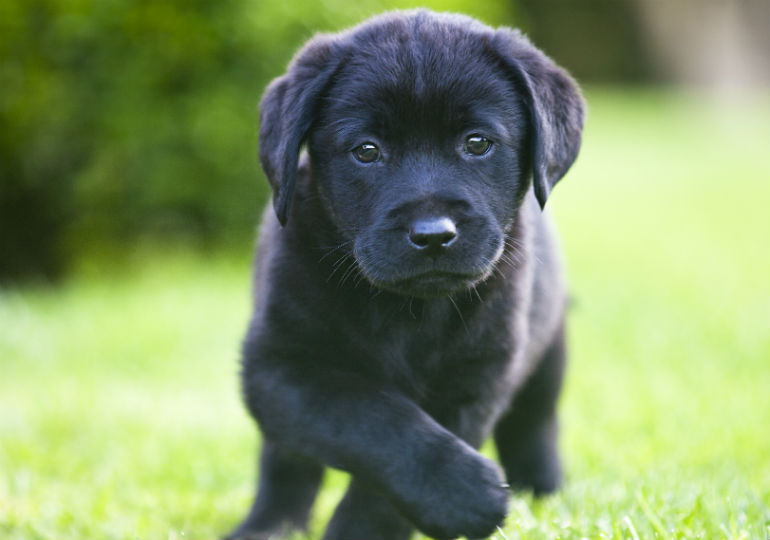 The Labrador Retriever Remains Dallas' Top Dog – American ...