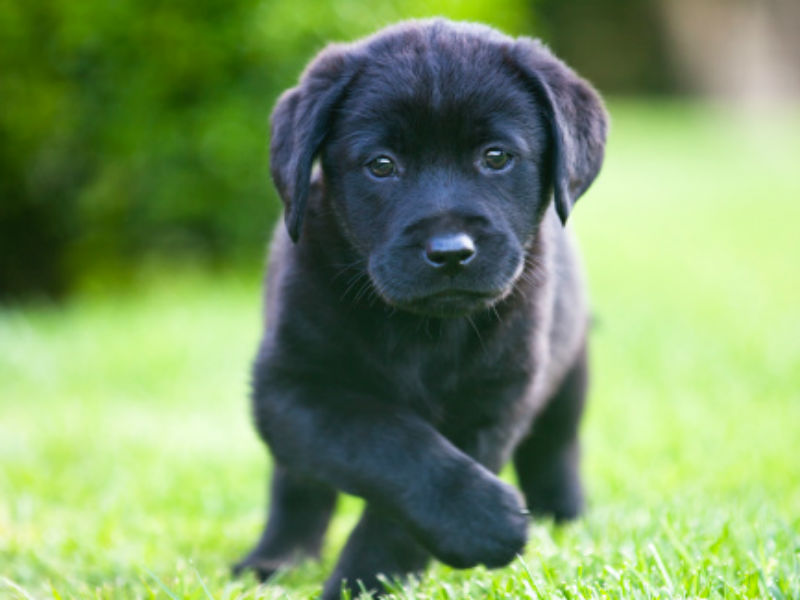 Labrador puppies for sale hot sale washington