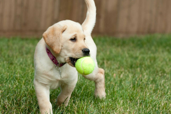 lab_with_ball_body_image