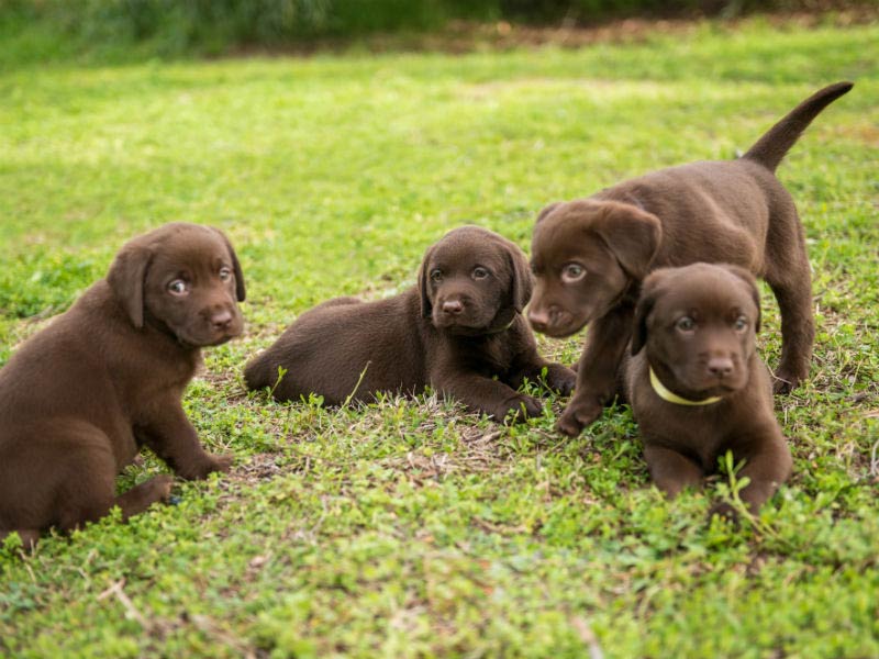 Puppy Socialization Preparing 6 To 8 Week Old Puppies For New Homes American Kennel Club