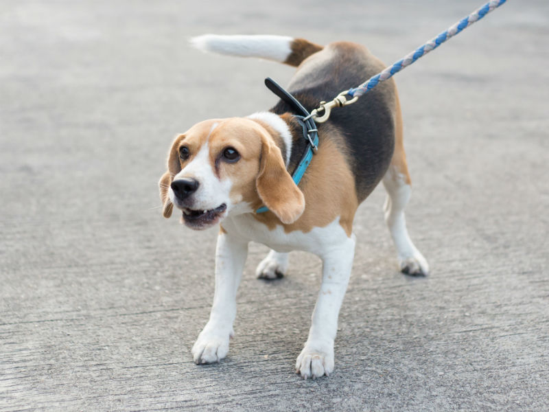 beagle puppy aggressive biting