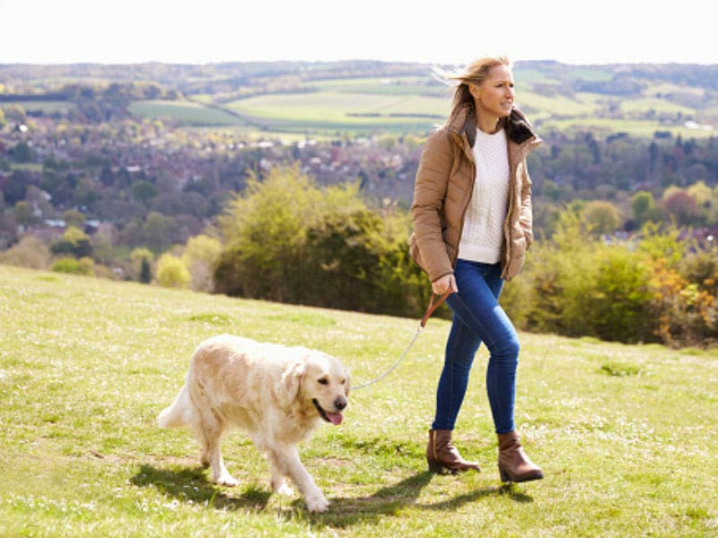 Make Walking Your Dog a Pleasure With These Games – American Kennel Club