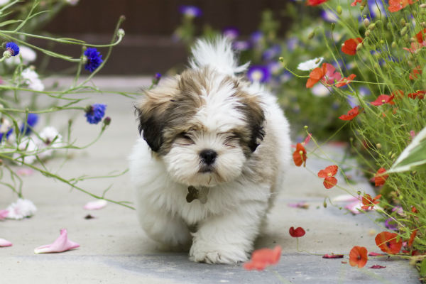 dogs with little to no shedding