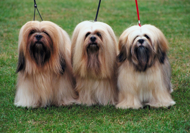 8 Things You Didn T Know About The Lhasa Apso American Kennel Club