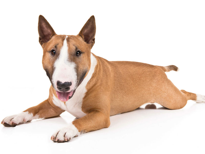 Is the Miniature Bull Terrier the Right Dog for You? – American Club