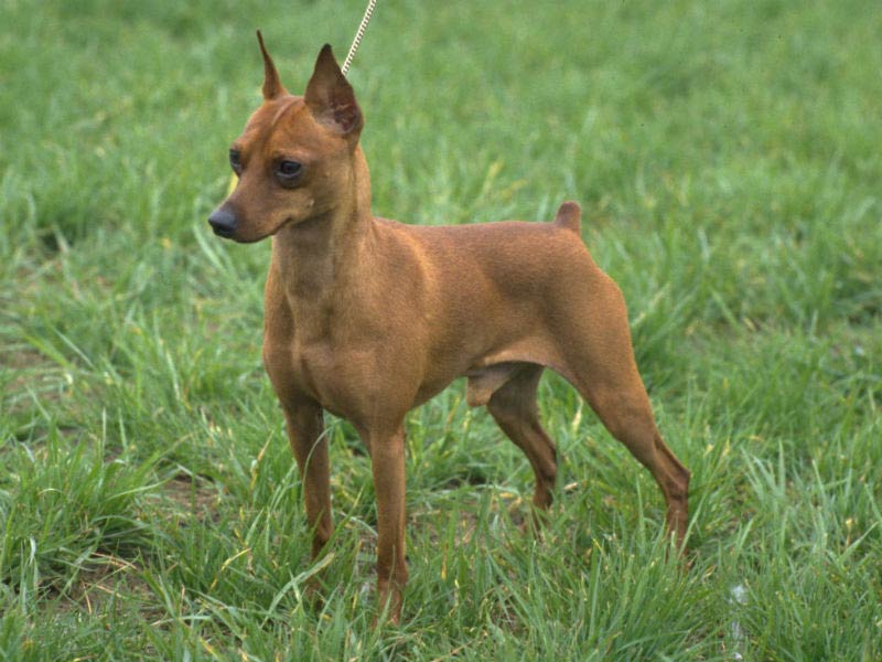 Land muskel Fatal Little Dog, Giant Personality: the Miniature Pinscher – American Kennel Club