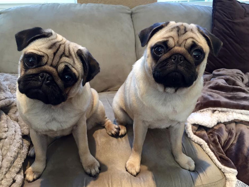 akc pug home