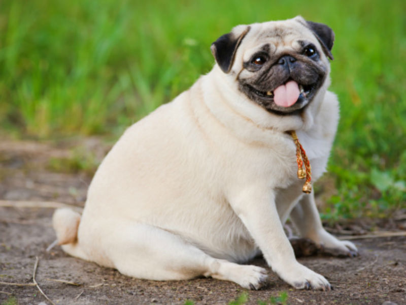 Overweight Dog – American Kennel Club