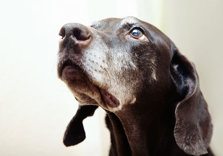 How to Feed the Senior Dog – American 