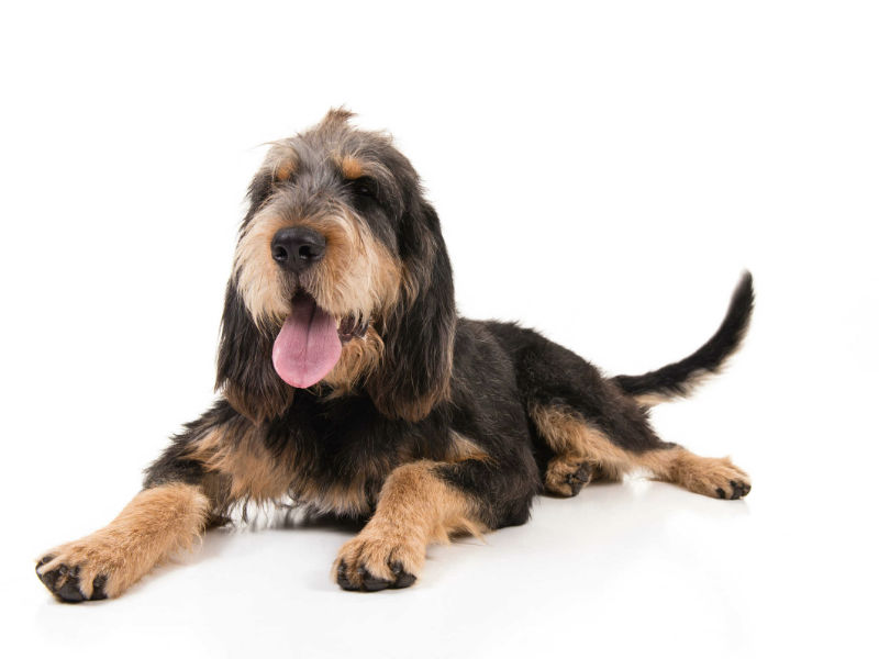 otterhound wire haired dog breeds