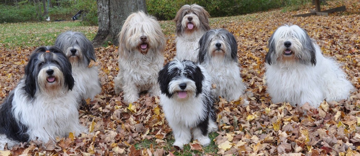 polish lowland sheepdog