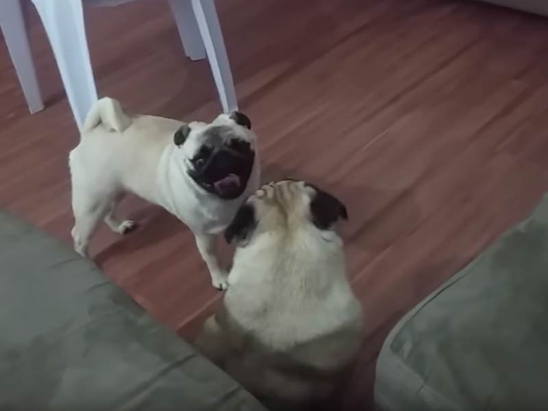 Pug Best Friends Have an Adorable Playdate – American Kennel Club