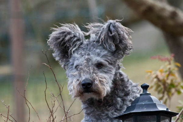 new dog breed pumi