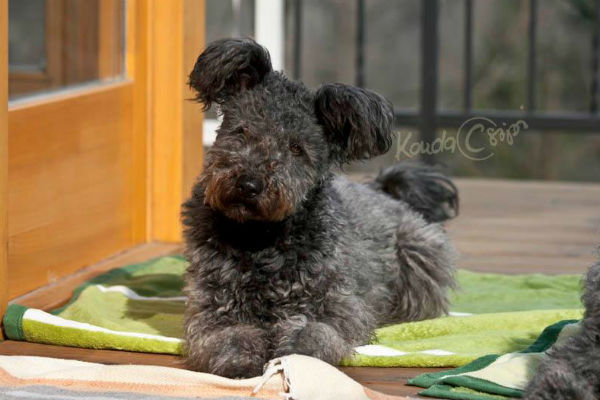 pumi puppies cost